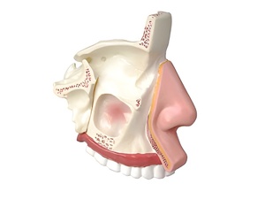 Модель носа в разрезе - fgospostavki.ru - Радужный