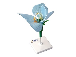 Модель цветка гороха - fgospostavki.ru - Радужный