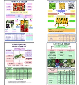 Плакаты ПРОФТЕХ "Классификация овощей" (11 пл, винил, 70х100) - fgospostavki.ru - Радужный