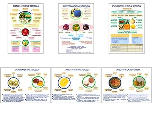 Плакаты ПРОФТЕХ "Плоды" (6 пл, винил, 70х100) - fgospostavki.ru - Радужный