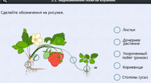 Интерактивные курсы. Биология 7 класс. Расширенный. - fgospostavki.ru - Радужный