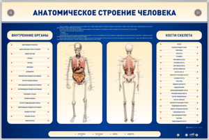 Электрифицированный стенд-тренажер c макетом скелета "Анатомическое строение человека" - fgospostavki.ru - Радужный
