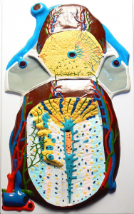 Модель барельефная "Долька печени" (макро-микростроение) - fgospostavki.ru - Радужный