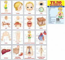 Раздаточные карточки "Тело человека" - fgospostavki.ru - Радужный