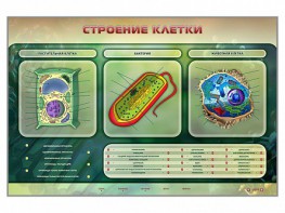 Электрифицированный стенд "Строение клетки" с маркерными полями - fgospostavki.ru - Радужный