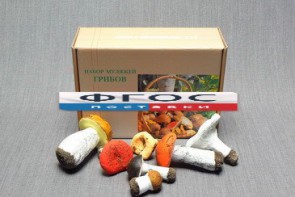Набор муляжей грибов - fgospostavki.ru - Радужный