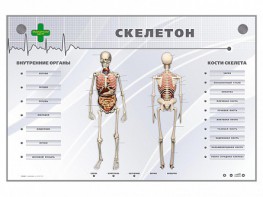 Электрифицированный стенд-тренажер "Скелетон" - fgospostavki.ru - Радужный