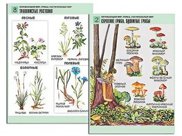 Комплект таблиц "Окружающий мир. Грибы. Растительный мир" (12 таблиц, А1, ламинированные) - fgospostavki.ru - Радужный