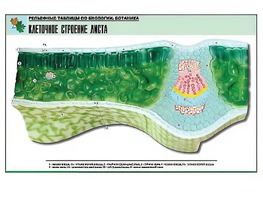 Рельефная таблица "Клеточное строение листа" (формат А1, матовое ламинирование) - fgospostavki.ru - Радужный