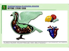 Рельефная таблица "Внутреннее строение голубя" (формат А1, матовое ламинирование) - fgospostavki.ru - Радужный
