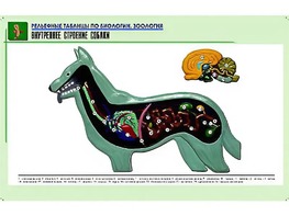 Рельефная таблица "Внутреннее строение собаки" (формат А1, матовое ламинирование) - fgospostavki.ru - Радужный