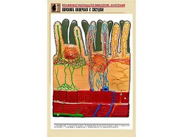 Рельефная таблица "Ворсинка кишечная с сосудом" (формат А1, матовое ламинирование) - fgospostavki.ru - Радужный