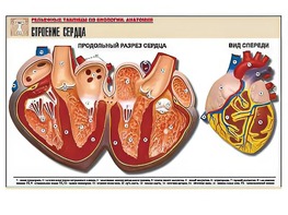 Рельефная таблица "Строение сердца" (формат А1, матовое ламинирование) - fgospostavki.ru - Радужный
