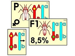 Модель-аппликация "Перекрест хромосом" (ламинированная) - fgospostavki.ru - Радужный