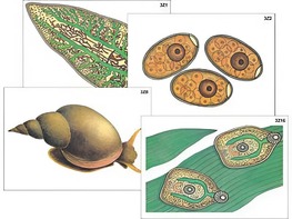 Модель-аппликация "Циклы развития печеночного сосальщика и бычьего цепня" (ламинированная) - fgospostavki.ru - Радужный