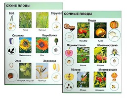 Коллекция "Семена и плоды" - fgospostavki.ru - Радужный