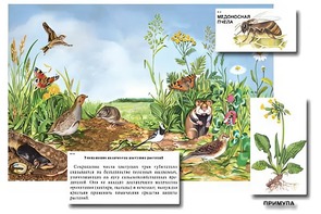 Магнитный плакат-аппликация "Луг: биоразнообразие и взаимосвязи в сообществе" - fgospostavki.ru - Радужный