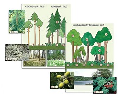 Гербарий фотографический "Растительные сообщества. Лес" (раздаточный) - fgospostavki.ru - Радужный