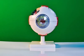 Модель глаза - fgospostavki.ru - Радужный