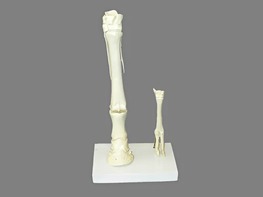 Модель "Скелет конечностей лошади и овцы" (на подставке) - fgospostavki.ru - Радужный