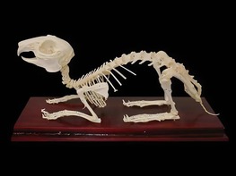 Скелет кролика - fgospostavki.ru - Радужный