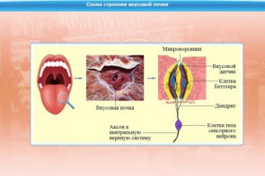 Интерактивные курсы. Биология 10 класс. Базовый. - fgospostavki.ru - Радужный