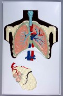 Модель барельефная "Строение легких" - fgospostavki.ru - Радужный
