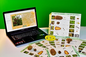 Коллекция натурально-интерактивная "Шишки, плоды, семена деревьев и кустарников" - fgospostavki.ru - Радужный