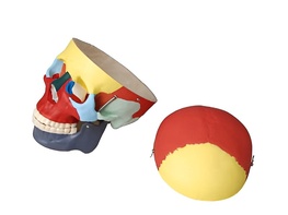 Модель "Череп человека с раскрашенными костями" - fgospostavki.ru - Радужный