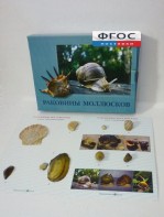 Коллекция "Раковины моллюсков" - fgospostavki.ru - Радужный