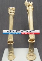 Скелет конечности лошади (передняя и задняя) на подставке - fgospostavki.ru - Радужный