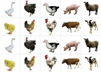 Комплект карточек "Запоминай, играй, считай" - Домашние животные - fgospostavki.ru - Радужный