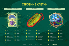 Электрифицированный стенд "Строение клетки" с маркерными полями - fgospostavki.ru - Радужный