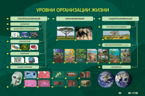 Электрифицированный стенд "Уровни организации жизни" - fgospostavki.ru - Радужный