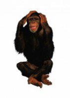 Комплект карточек "Запоминай, играй, считай" - Дикие животные - fgospostavki.ru - Радужный